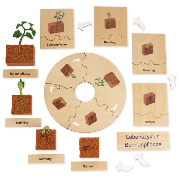 TimeTEX Life Cycle of a Beans-Plants, in wooden box, German "Montessori Premium"