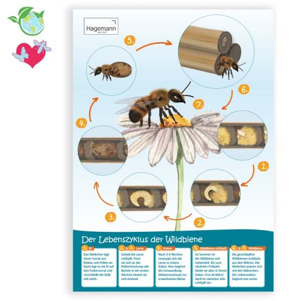 Poster A2 "Life Cycle of a Wild Bee"