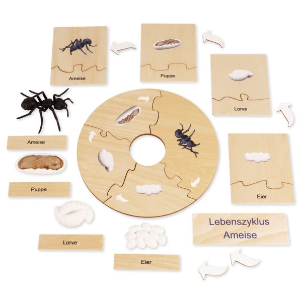 TimeTEX Life Cycle of an Ant, in wooden box, German "Montessori Premium"