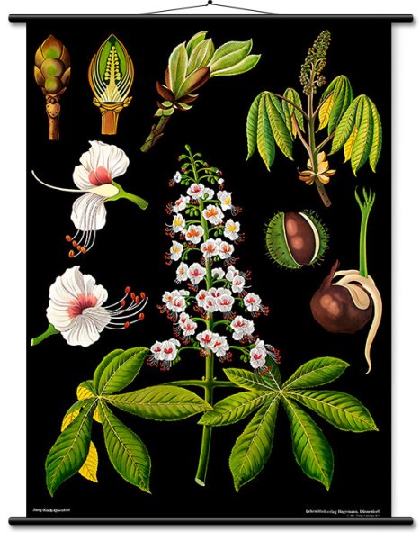 Lehrtafel Rosskastanie