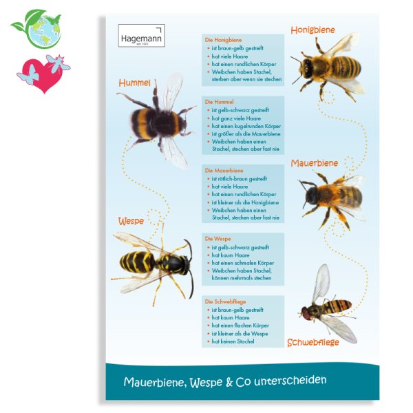 Poster A2 "Differentiating between Mason Bees, Wasps and More"
