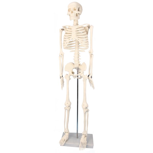 Skeleton with Stand, 85 cm