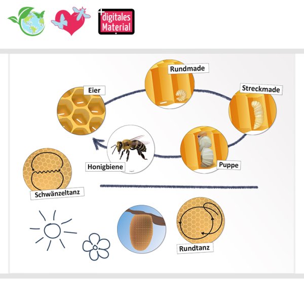 Life Cycle and Communication "Honey Bee", magnetic, 16 pcs.