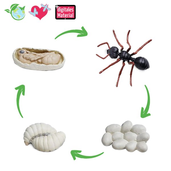 Life Cycle Model "Ant", 4 pcs.