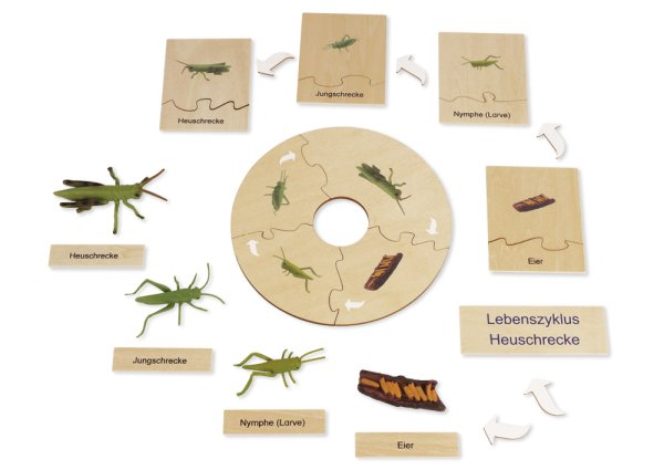 TimeTEX Life Cycle of a Grasshopper, in wooden box, German "Montessori Premium"