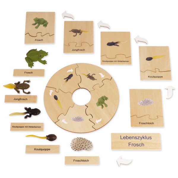 TimeTEX Life Cycle of a Frog, in wooden box, German "Montessori Premium"