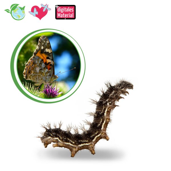 Follow-Up Order Butterfly Caterpillars, Class Set, total of 30-35