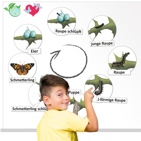 Life Cycle "Butterfly", magnetic, 16 pcs.