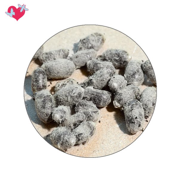 Wild Bee Additional Order (25 cocoons)