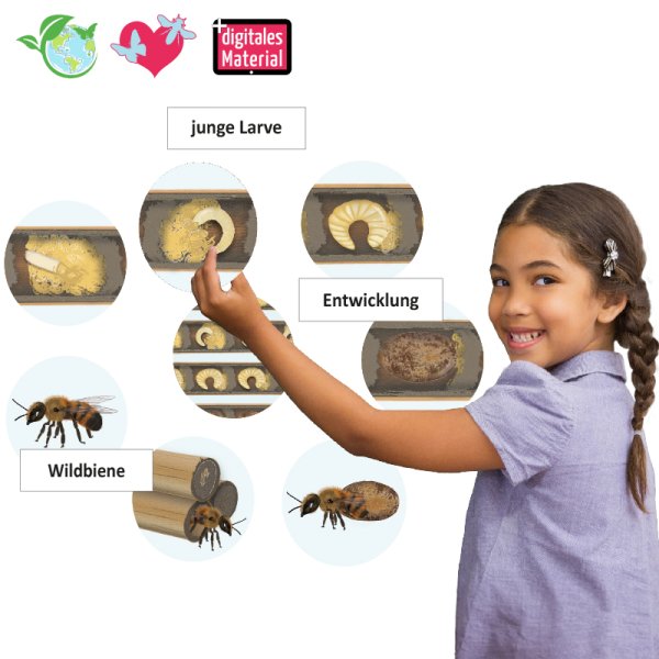 Life Cycle "Wild Bee", magnetic, 16 pcs.