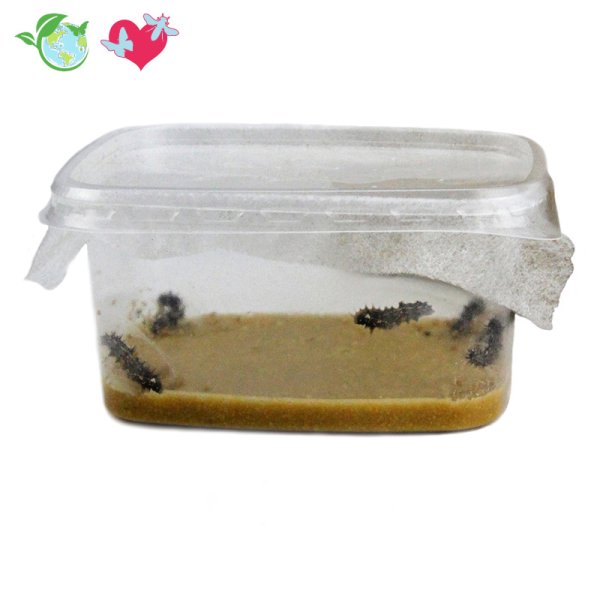 Follow-Up Order Butterfly Caterpillars, a total of 5