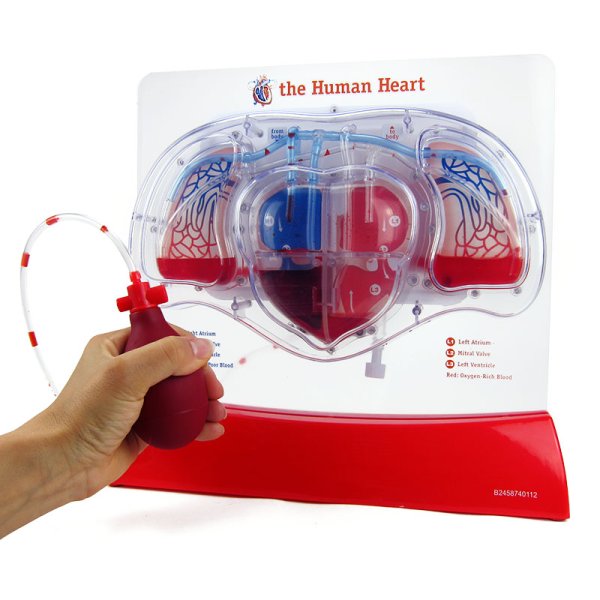 Model "Cardiovascular System with Blood Flow", 28 cm