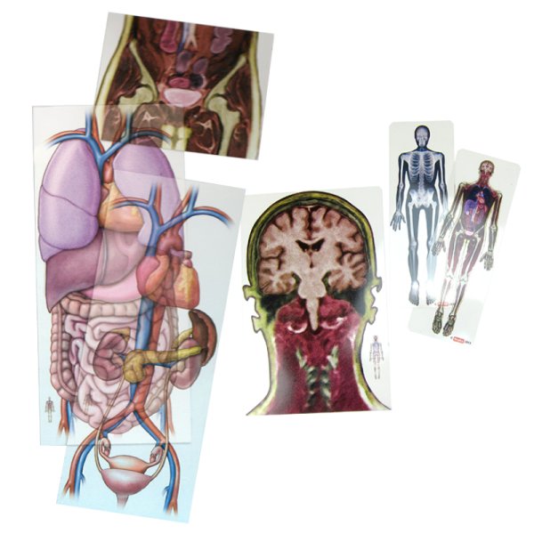 Body Film "Human from Inside", 18 pcs.