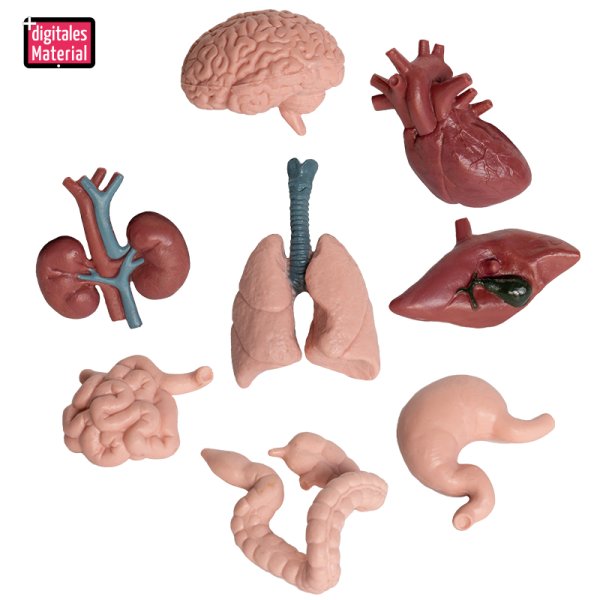 "Internal organs" model, 8 pcs.