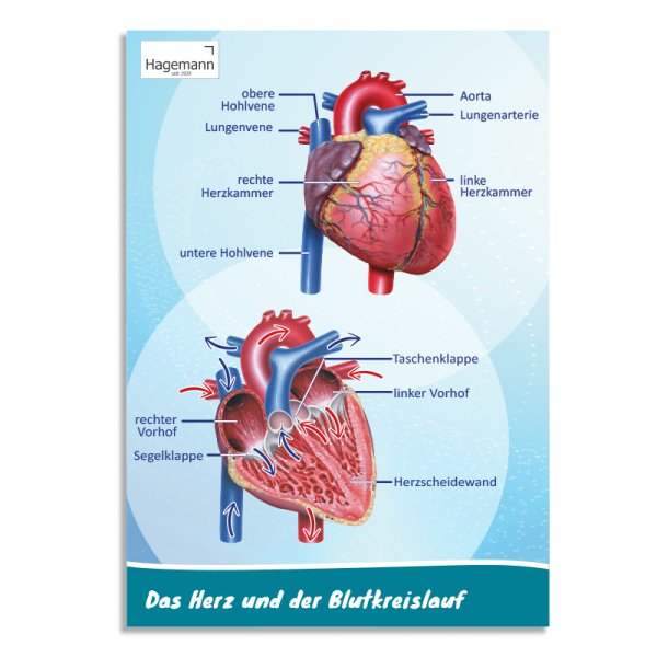Poster A2 "The Heart on the Inside and Outside"