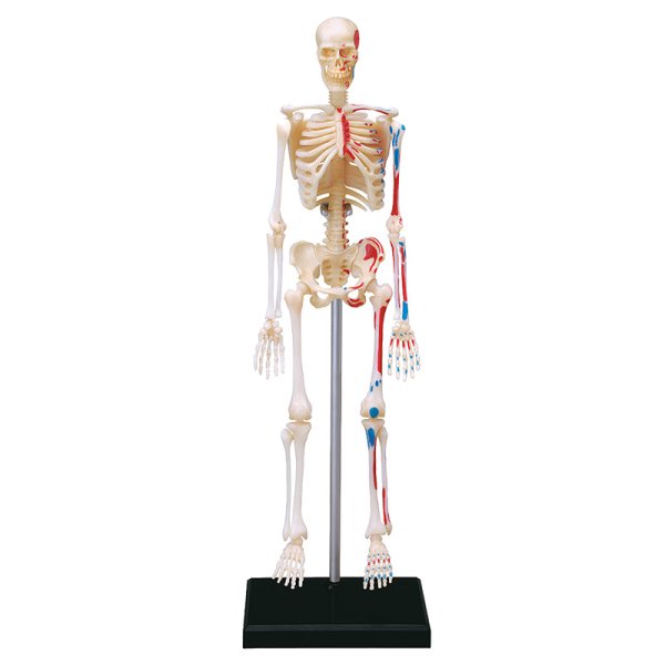 Skeleton with Stand, 24 cm, 47 pcs.