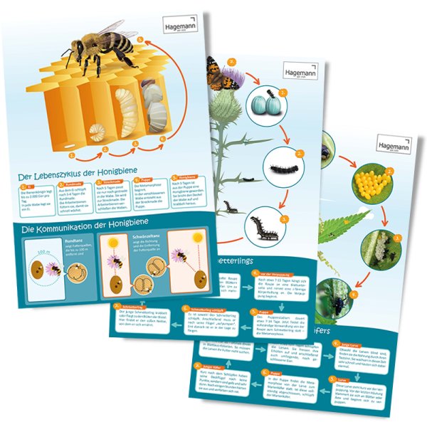 Set Poster A2 "Life Cycle", 3 pcs.