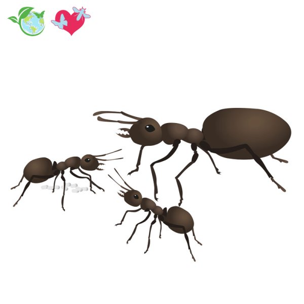 Ant Colony