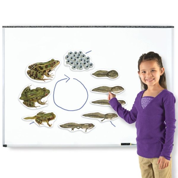 Life Cycle "Frog", magnetic, 9 pcs.