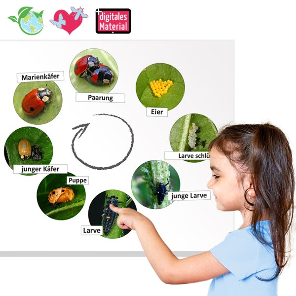 Life Cycle "Ladybird", magnetic, 16 pcs.