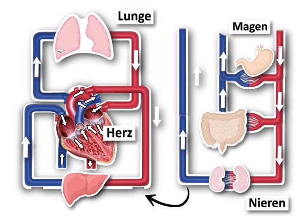 The Large and Small Blood Circulation System, magnetic, 40 pcs.