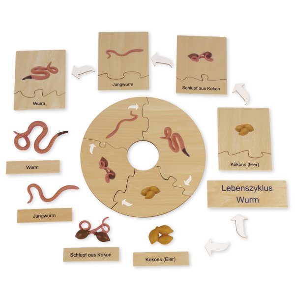 TimeTEX Life Cycle of a Rain Worm, in wooden box, German "Montessori Premium"