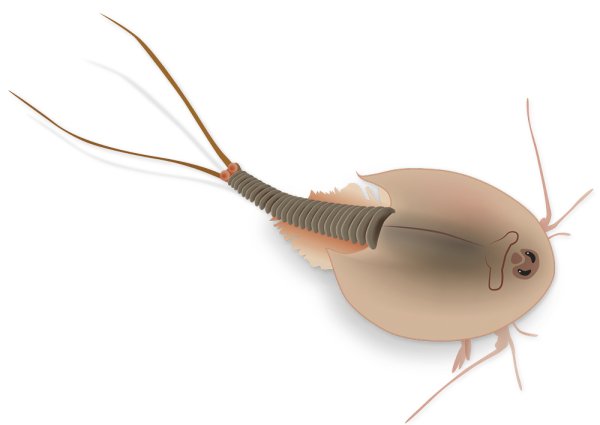 Breeding Set "Triops", 6 pcs.