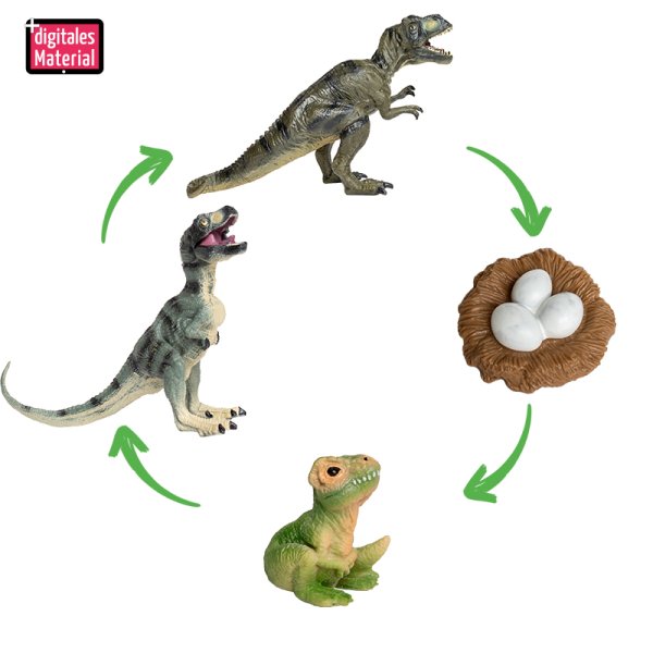 Life cycle model "dinosaur", 4 parts