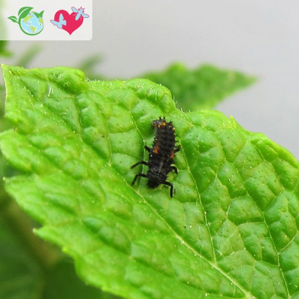 Follow-Up Order Ladybird Larvae