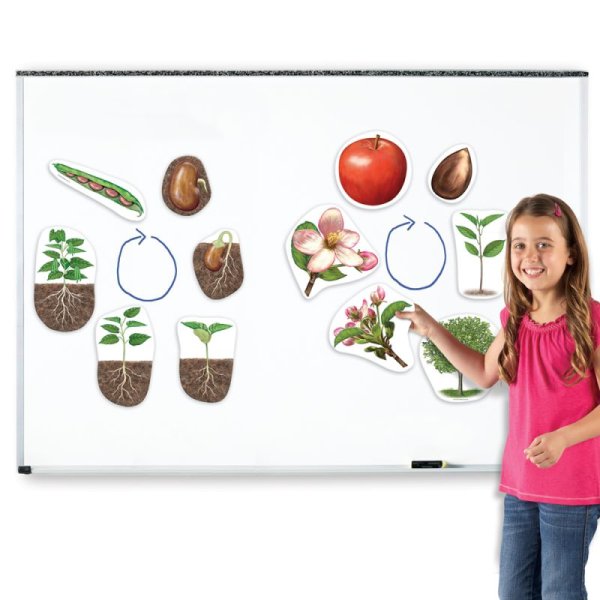 Life Cycle "Apple + Bean", magnetic, 12 pcs.