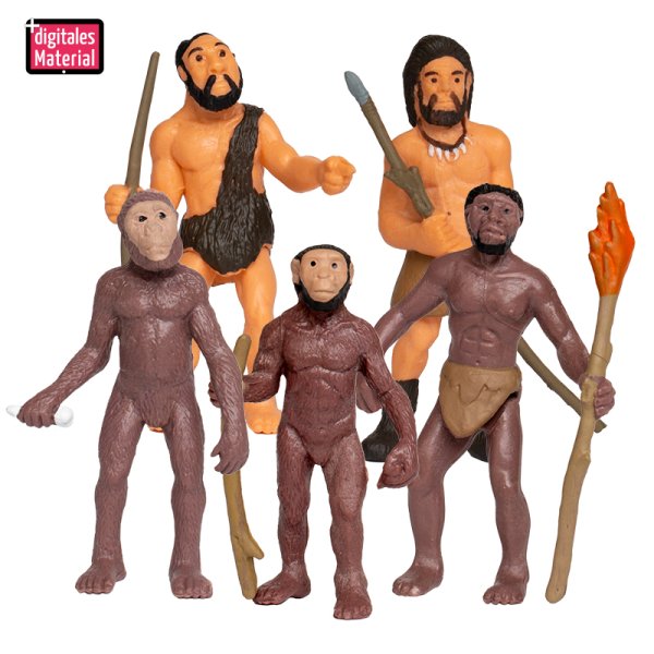 Model "Human development", 5 pcs.