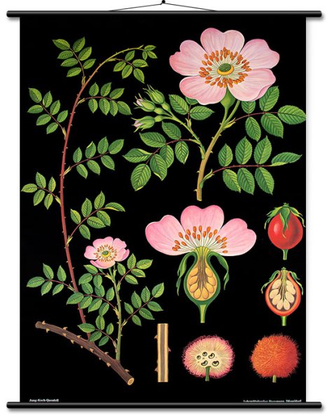 Lehrtafel Heckenrose