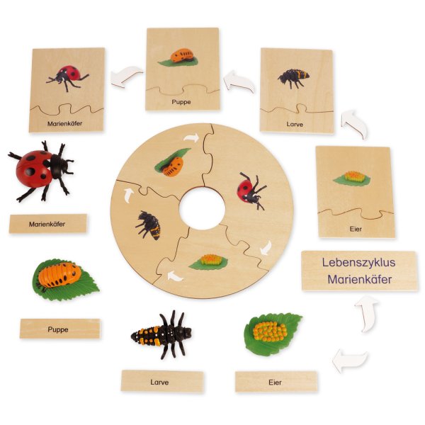TimeTEX Life Cycle of a Ladybug, in wooden box, German "Montessori Premium"