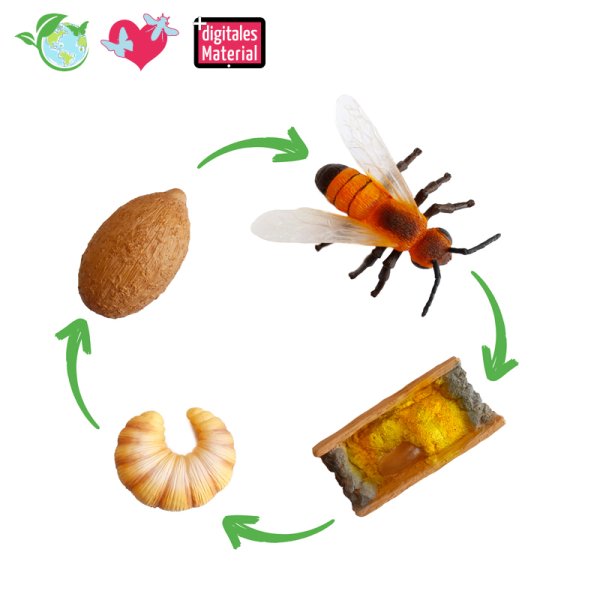 Life Cycle Model "Wild Bee", 4 pcs.