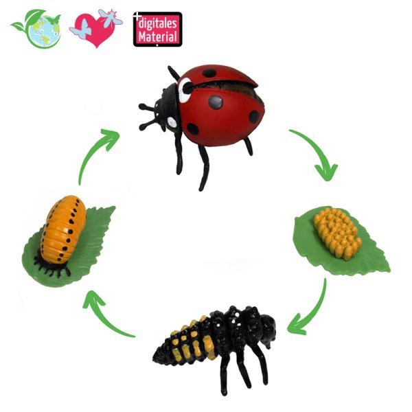 Life Cycle Model "Ladybird", 4 pcs.