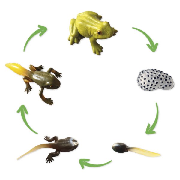 Life Cycle Model "Frog", 5 pcs.