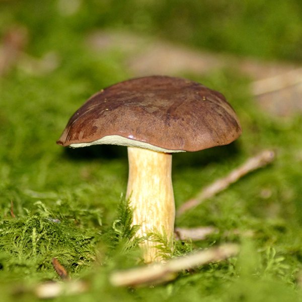 Cultivation Set "Brown Cap", mushrooms