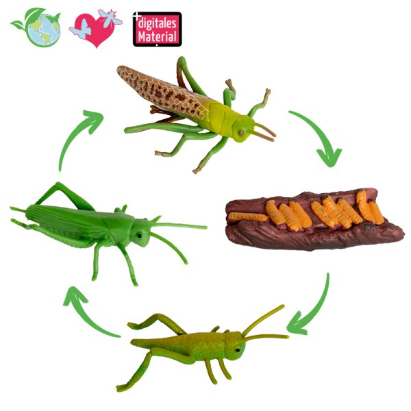 Life cycle model "grasshopper", 4 parts