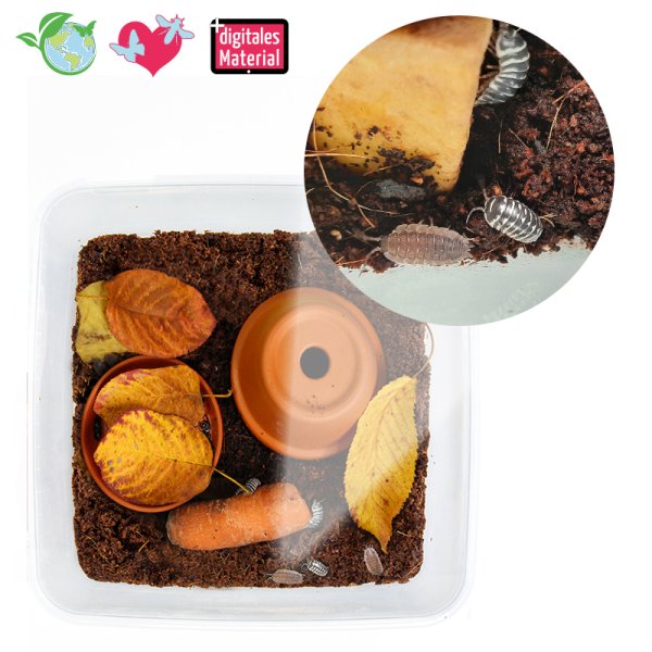 Woodlice breeding set, 10 pcs.