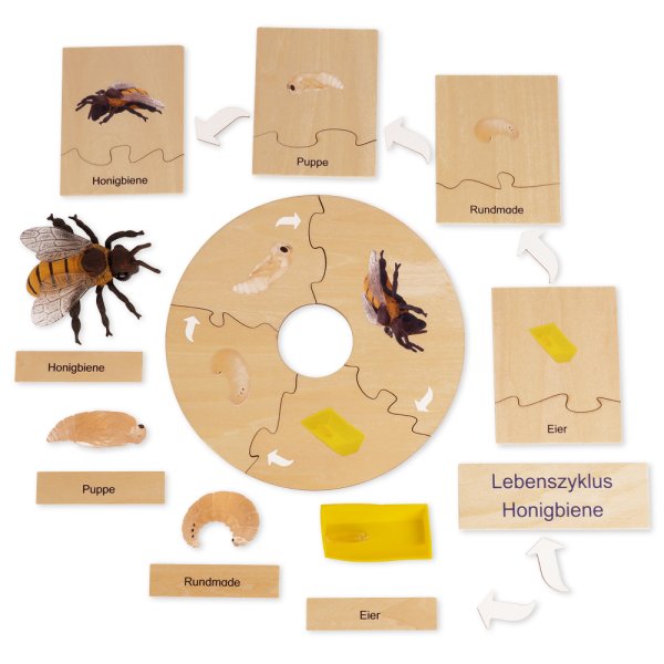 TimeTEX Life Cycle of a Honey Bee, in wooden box, German "Montessori Premium"