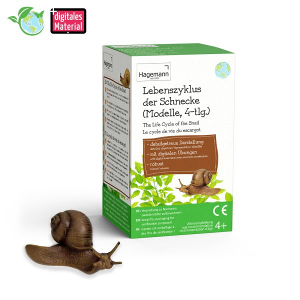Life Cycle Model "Snail", 4 pcs.