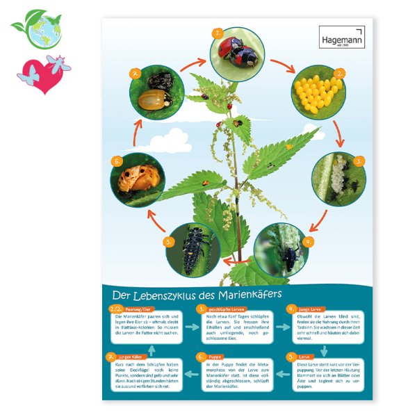 Poster A2 "Life Cycle of the Ladybird"