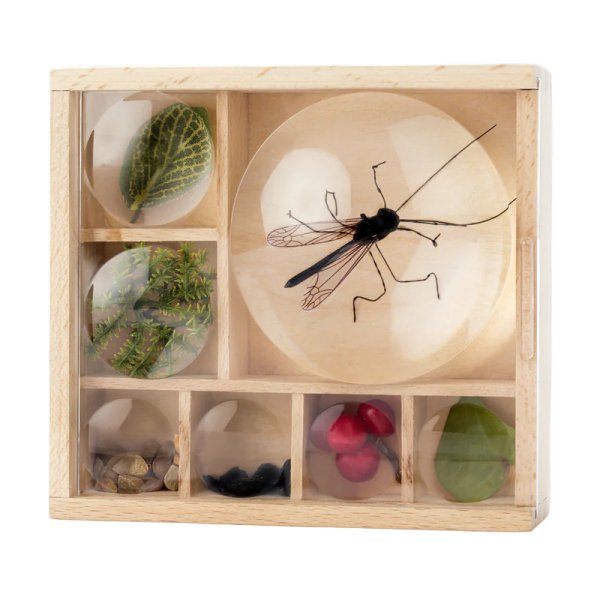 Storage box "My insect and natural treasure museum", 10.6 x 11.5 cm