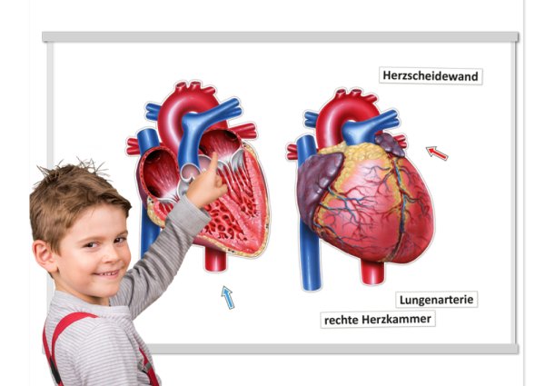The Heart, Inside and Outside, magnetic, 26 pcs.
