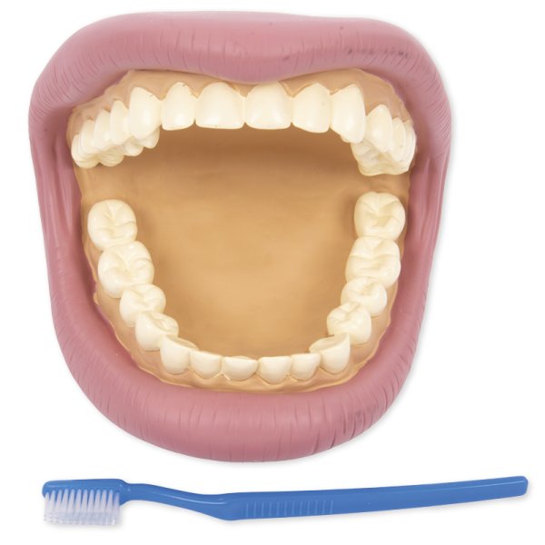"Dental hygiene" model, large