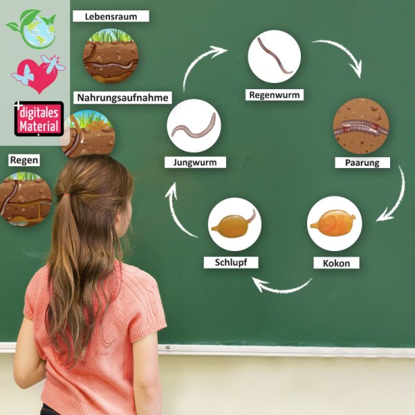 Life cycle and life "earthworm", magnetic, 16 parts