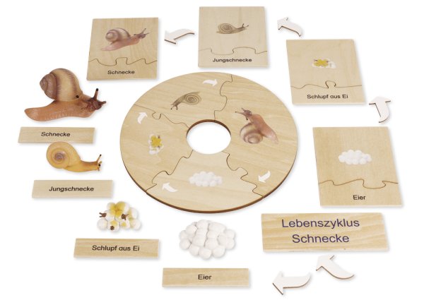 TimeTEX Life Cycle of a Snail, in wooden box, German "Montessori Premium"