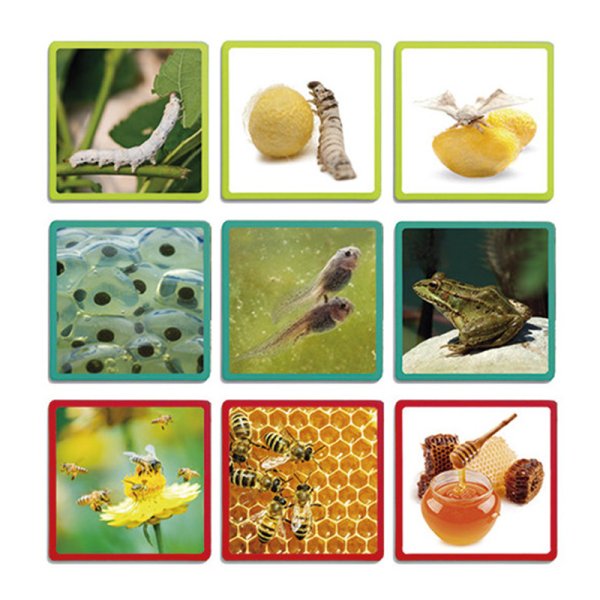 Life cycle cards "People, animals, plants", 20 pcs.