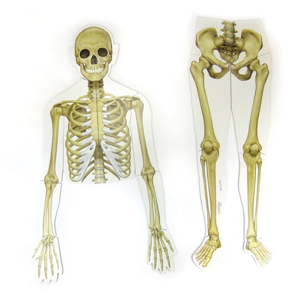 Human Body, magnetic, 17 pcs.