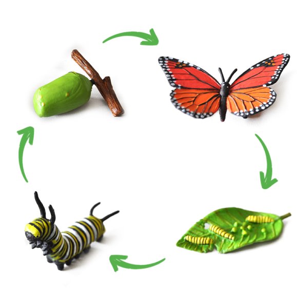 Life Cycle Model "Monarch Butterfly", 4 pcs.